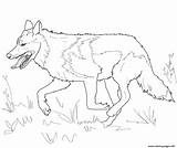 Wolf Grey Mexican Coloring Pages Gray Running Printable Drawing Head Realistic Color Wolves Animals Kids Ausmalbilder Draw Da Adults sketch template