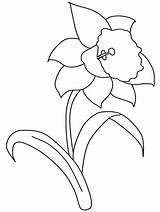 Daffodil Coloring Flower Pages Printable Color Getcolorings Print sketch template