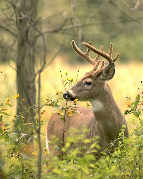 Best Food Plots For Deer Overcome Summer Challenges Mossy Oak