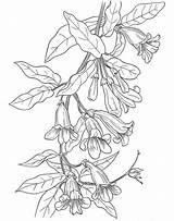 Trumpet Colouring Wisteria Colorear Botany Dover Honeysuckle Bordar Bunco Doverpublications Desene Imprimat Publications Pirograbado Kleurplaten Bezoeken Picturi Patrones Coloringhome Zentangle sketch template