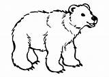 Bear Beer Kleurplaat Coloring Clipart Polar Clip Cartoon Simple Arctic Minion Pets Kleurplaten Afbeelding Pages Little Lion Transparent Grote Clipartkey sketch template
