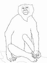 Monkey Coloring Colobus Langur Designlooter 5kb 480px sketch template