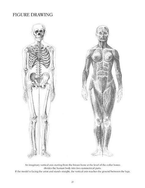 anatomy drawing school human body buy book  ullmann medien