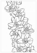 Watercolor Coloring Pages Delphinium Jamaica Drawing Water Flower Set Color Flowers Printable Book Adults Swiss Honduras Polina Getcolorings Tattoo Getdrawings sketch template