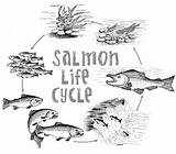 Igfa Salmon sketch template
