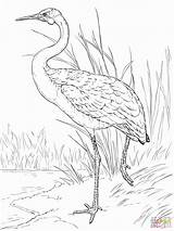 Coloring Red Australian Hawk Tailed Pages Animals Brolga Printable Getcolorings Perfect Color sketch template