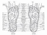 Reflexology Akupuntur Kaki Titik Acupressure Acupuncture Dummies Templatelab sketch template