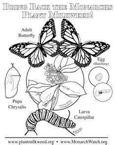 butterfly butterfly life cycle monarch butterfly butterfly coloring