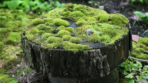 carpet  green moss covered garden creates  vivid landscape