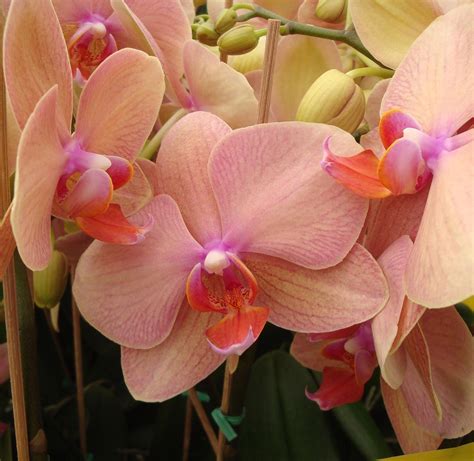 peach orchid phalaenopsis    orchid care phalaenopsis