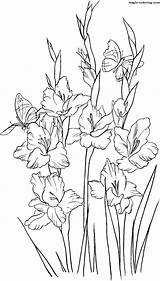 Gladiolus Coloring Gladiolos Supercoloring Coloringpages101 Gladioli Gladiolo sketch template