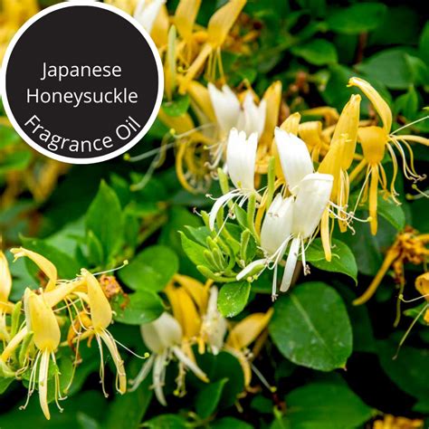 japanese honeysuckle fragrance oil