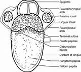 Anatomy Tongue Diagram Mouth Human Papillae Oral Cavity Physiology Labeled Parts Structure Pharynx Lingual Digestive Superior Different Types Shows Function sketch template