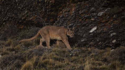 cougar stalks a man on his hike for over 6 mins rock 106 7