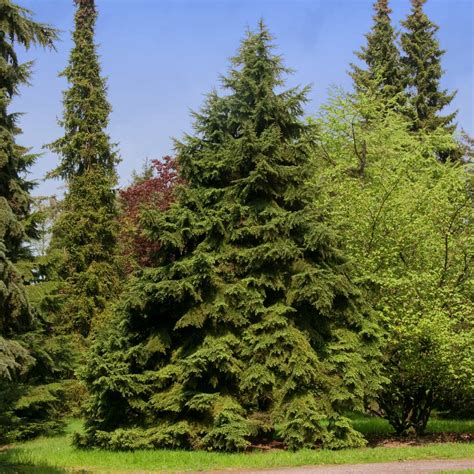 canadian hemlock trees  sale fastgrowingtreescom