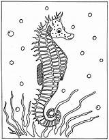 Seahorse Hippocampe Seepferdchen Marinho Cavalo Colorat Marins Konik Morski Marinos Seahorses Kolorowanki Caluti Marinhos Caballitos Ausmalbild Bestcoloringpagesforkids Cal Desene Mostri sketch template