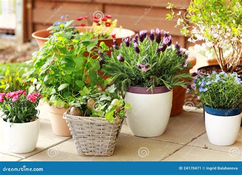 flower pots stock image image