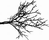 Branch Tree Transparent Branches Limb Background Silhouette Clipart Silhouettes Clip Dead Twig Onlygfx Outline Getdrawings 2000 sketch template