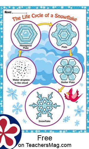 life cycle   snowflake  winter preschool snowflakes science winter classroom