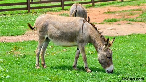 gray donkey eating grass dks art