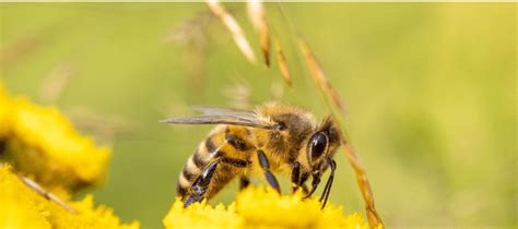 Types Of Bees In Texas Abc Blog