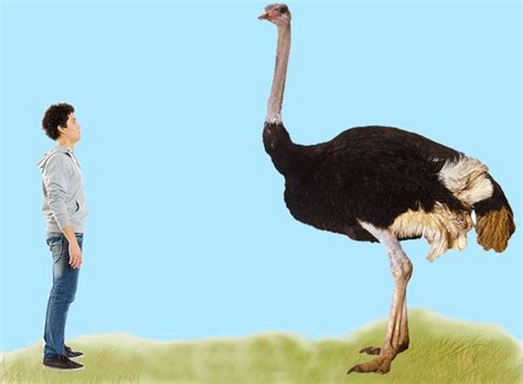 What Is The Meaning Of ‘don T Be Like An Ostrich’ Quora