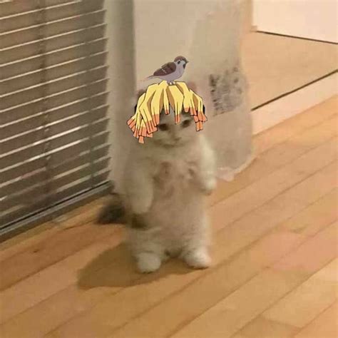 pin   memes  anime kitten anime funny anime cat