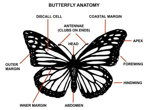 graphic displaying  anatomy   butterfly   major parts labeled monarch