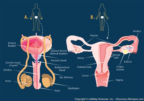 Systems Of 7 The Reproductive System General System Function