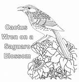 Arizona Wren Coloring State Cactus Bird Saguaro Blossom Pages Activity sketch template