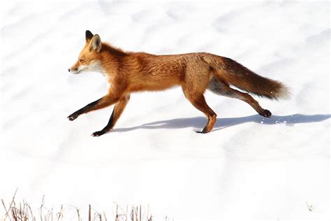 Red Fox And White Snow Photograph By Jack Rainey