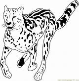 Coloring Cheetah African Pages Coloringpages101 sketch template