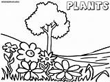 Plant Coloring Pages Plants sketch template