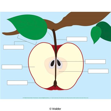 anatomy   apple walder education