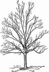 Glabra Carya Tree Hickory Pignut Etc Clipart Large Usf Edu Tiff Original Resolution sketch template