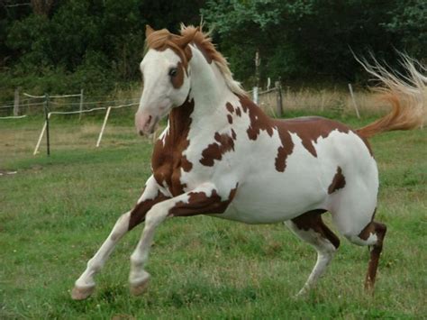 overo paint horse images paint horse overo horse genetique