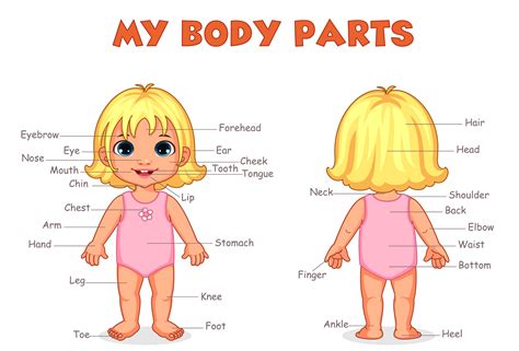 body parts  girl  kids learning  vector art  vecteezy