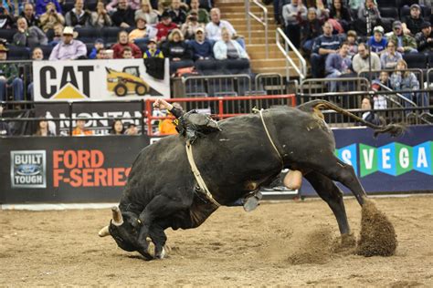 ten gallon garden professional bull riders buck into town with spurs