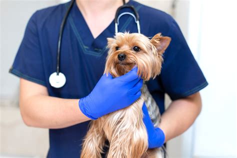 mental health impact    veterinarian whyy