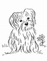 Maltese Puppy2 sketch template