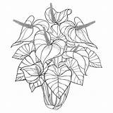 Plants Anturium Anthurium Mazzo Vettore Pianta 30seconds Houseplants Isolati Tropicale Foglie Anturio Foglia Isolata Frutta Cocaina Erythroxylum sketch template