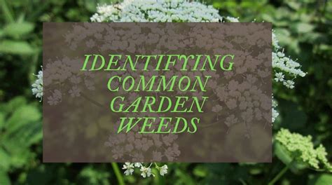 common garden weeds uk  complete identification guide