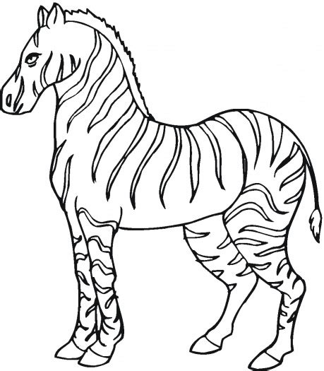 animal wild zebra coloring sheet  print