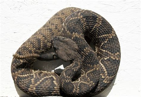 coiled rattlesnake  stock photo public domain pictures