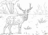 Elk Wapiti Kolorowanka Nogi Roosevelt Ausmalbild Ausdrucken Mamydzieci Dlugie sketch template