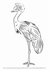 Crane Crowned Step Draw Drawing Birds Drawingtutorials101 Bird Drawings Tutorials Animals Learn sketch template
