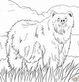 Coloring Bear Pages Alaska Grizzly Printable Woodland Bears Alaskan Color Print Animals Map Creature Animal Supercoloring Adult Berenstain Halloween Colorings sketch template