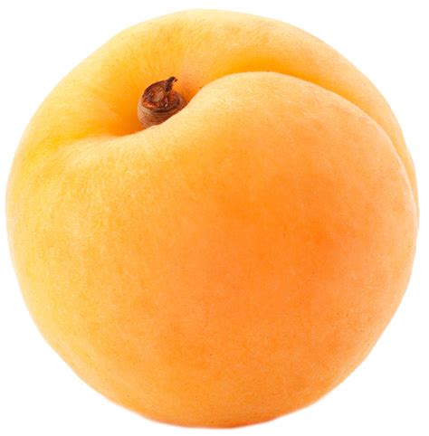 apricot cliparts   apricot cliparts png images