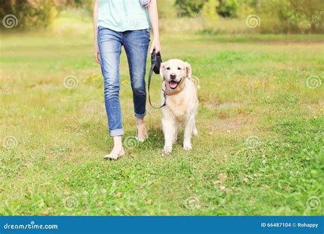 Dueño Con El Perro Del Golden Retriever Que Camina En Parque Foto De