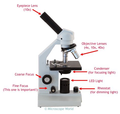 diagrams   microscope  diagrams